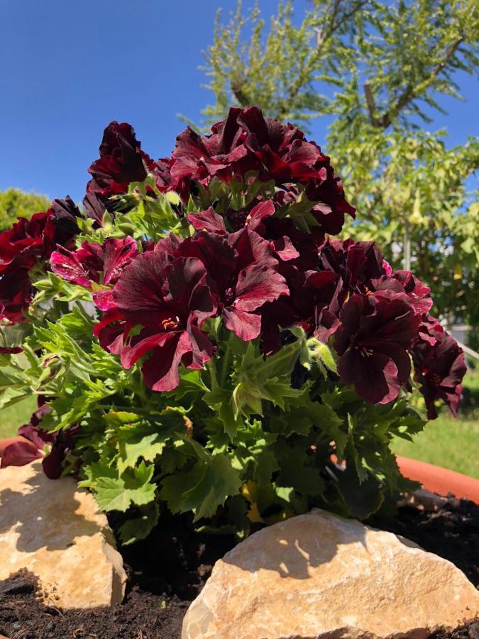 Sonnino Bed & Breakfast Procida